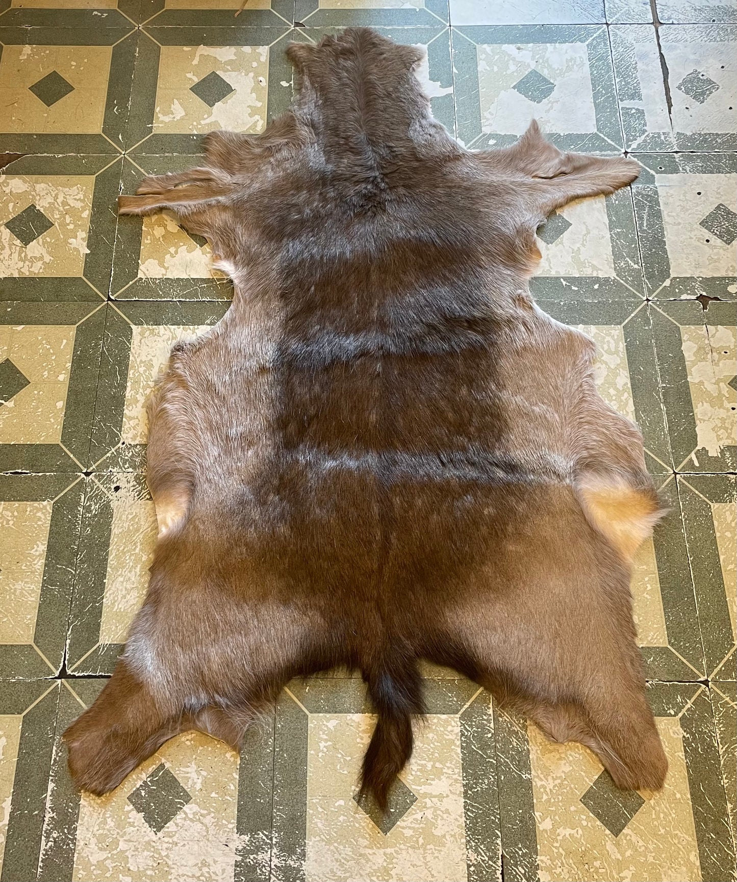 Deer Australian Fallow