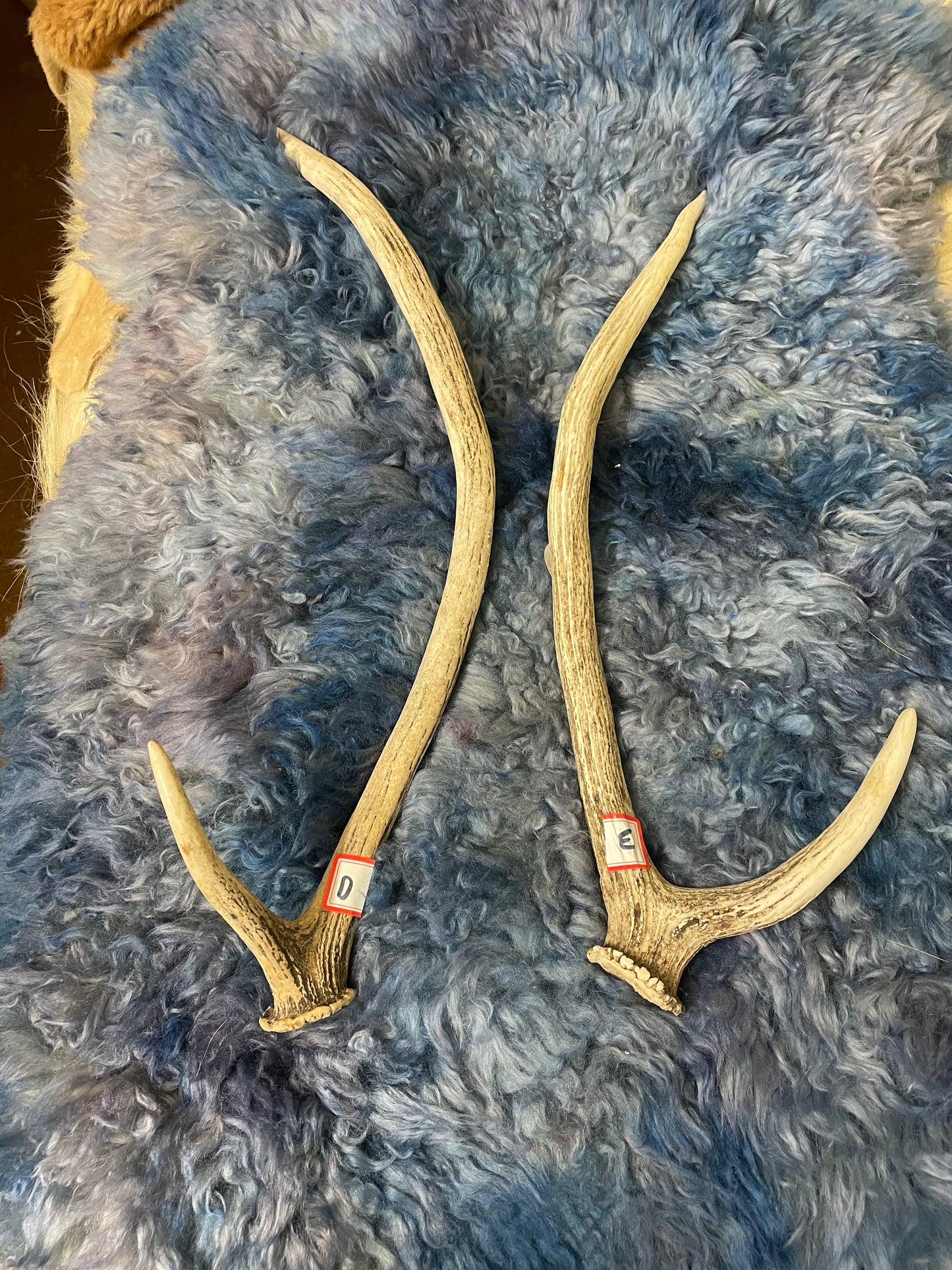Antler - Australian Fallow Deer