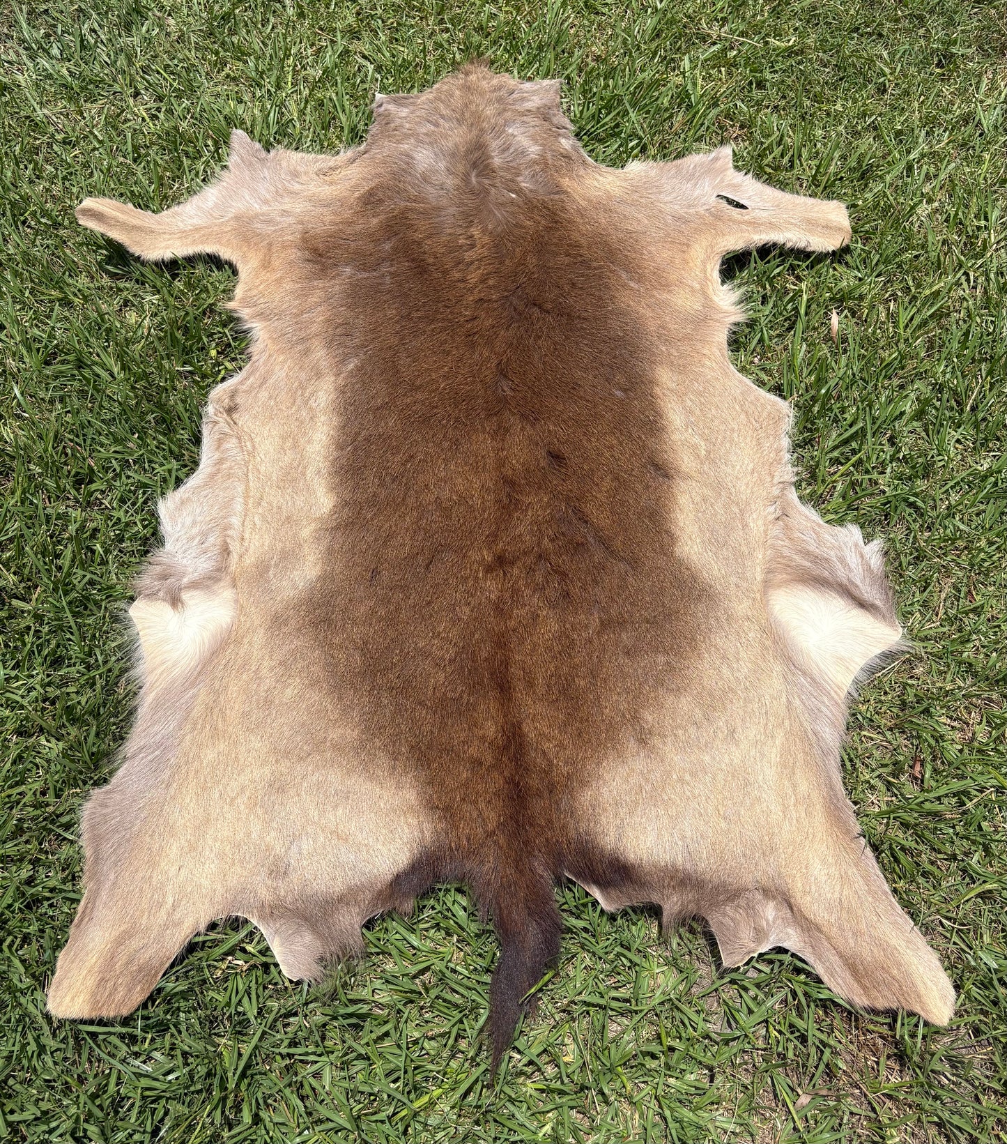 Australian Fallow Deer Hide
