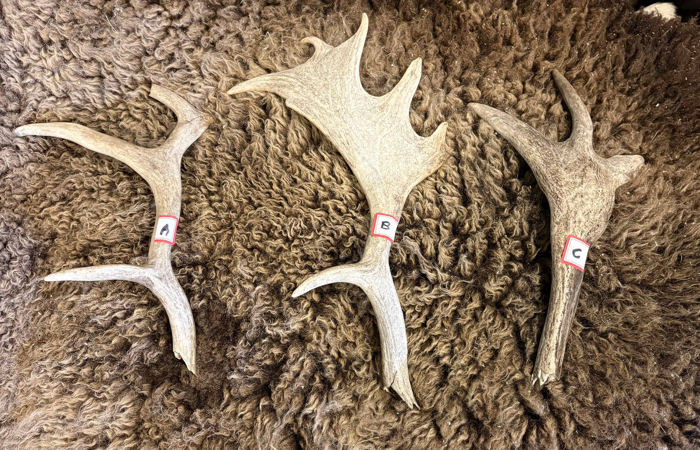 Antler Cutoffs- Australian Fallow Deer