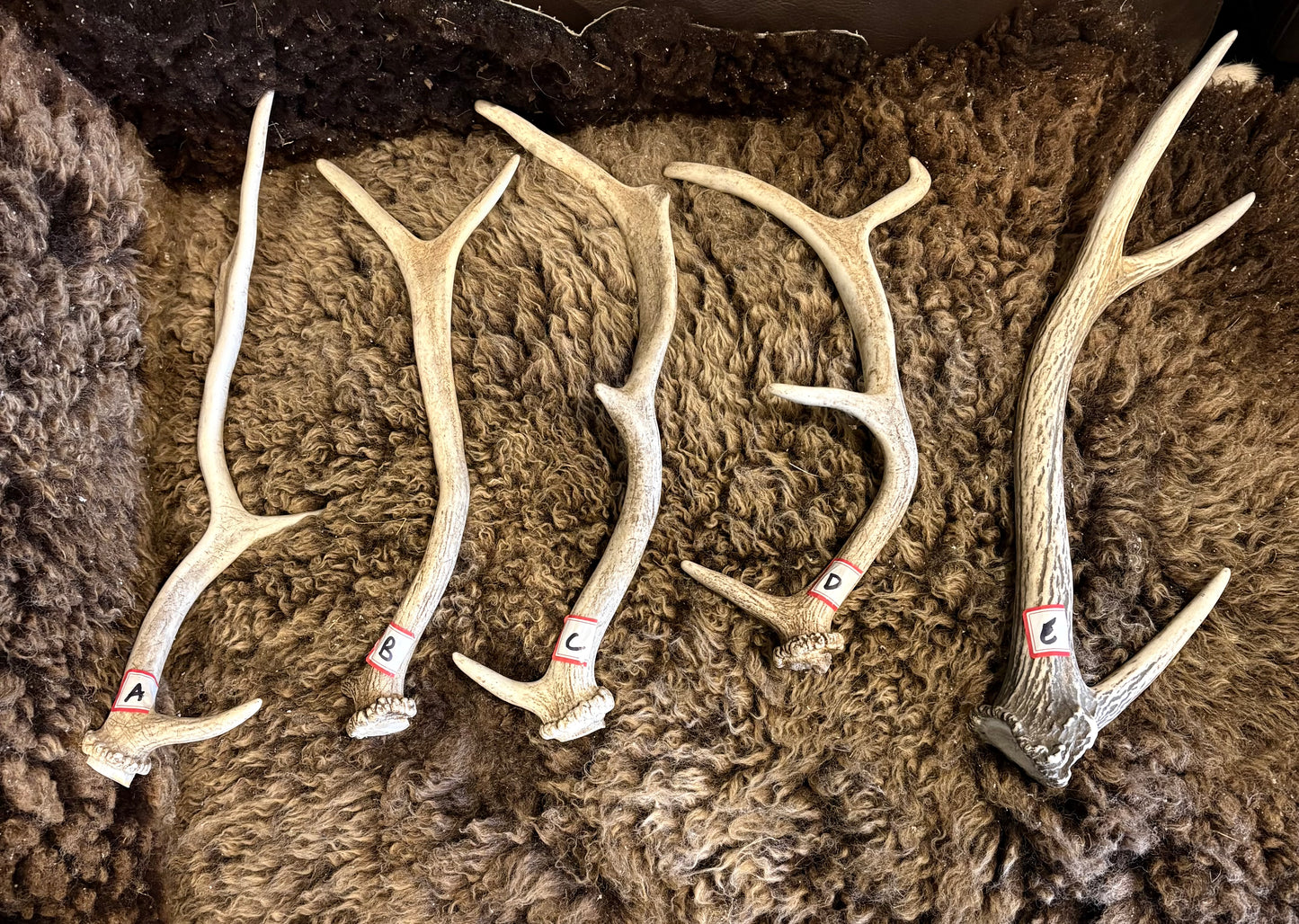 Australian Deer Antler - Mixed