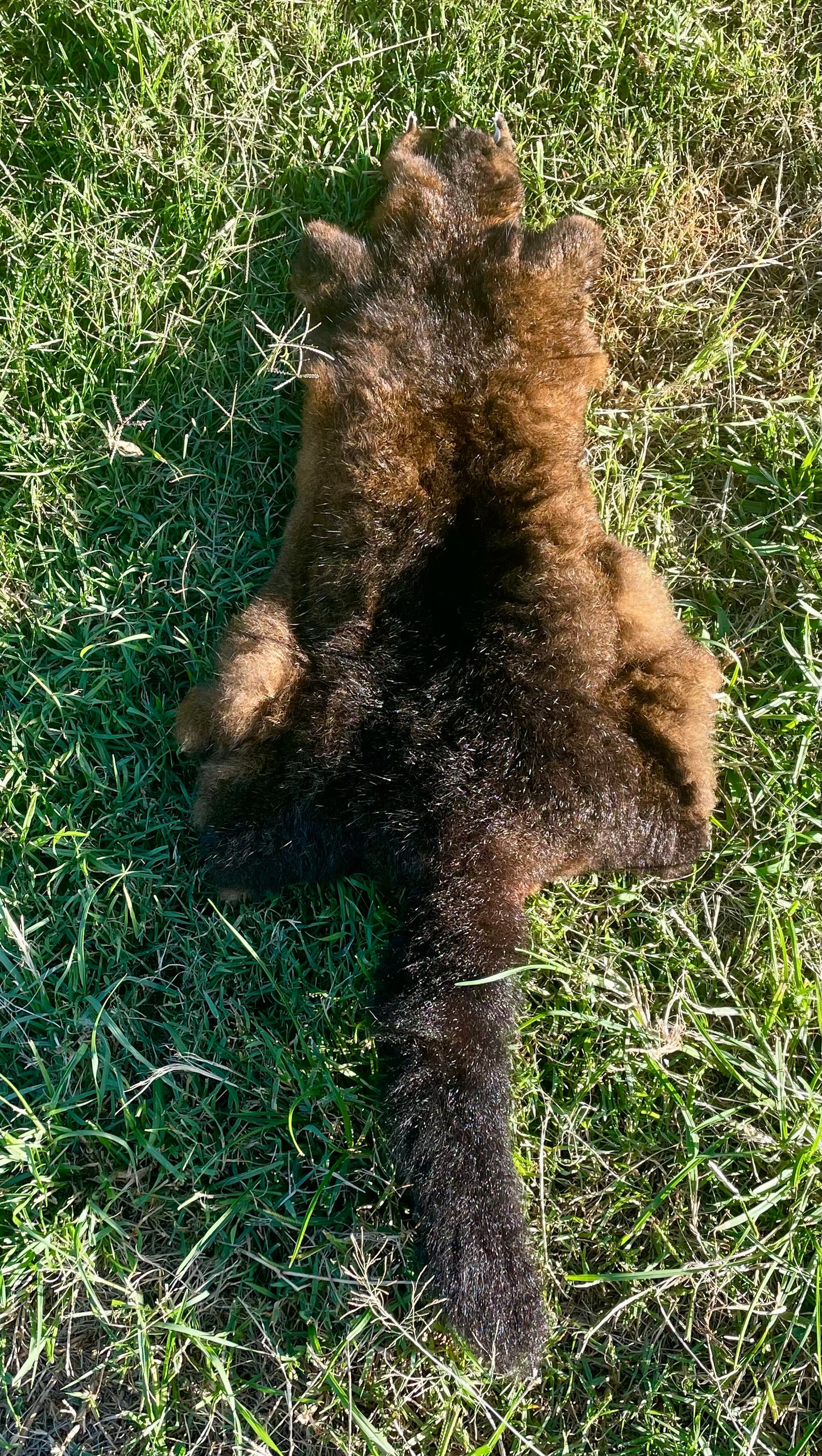 NZ Possum Pelt