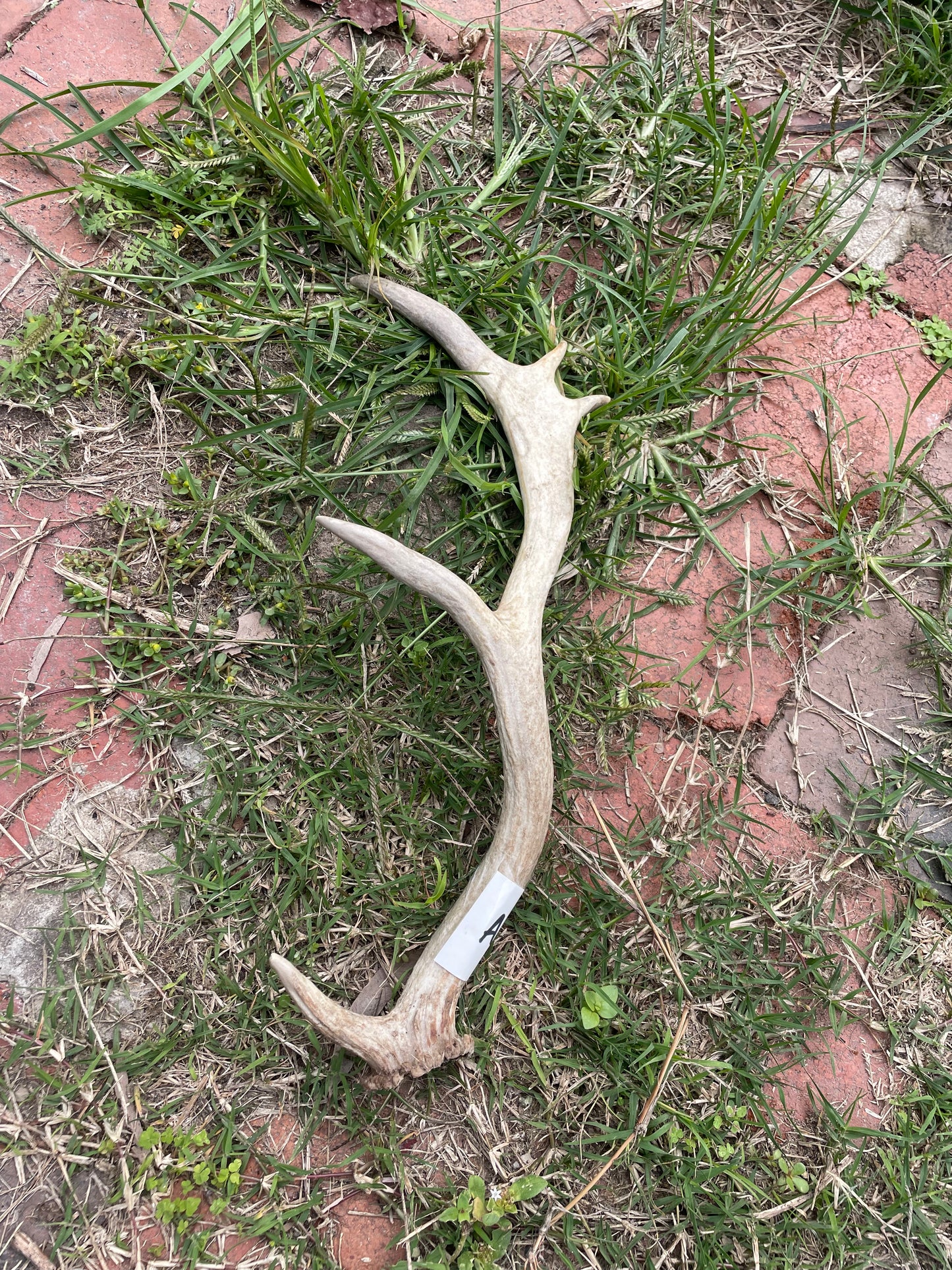 Antler fallow deer