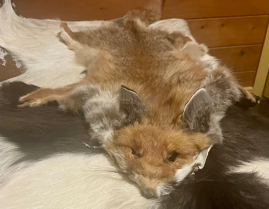 Australian Fox Pelt with Face