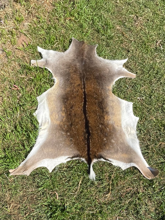 Australian Fallow Deer Hide