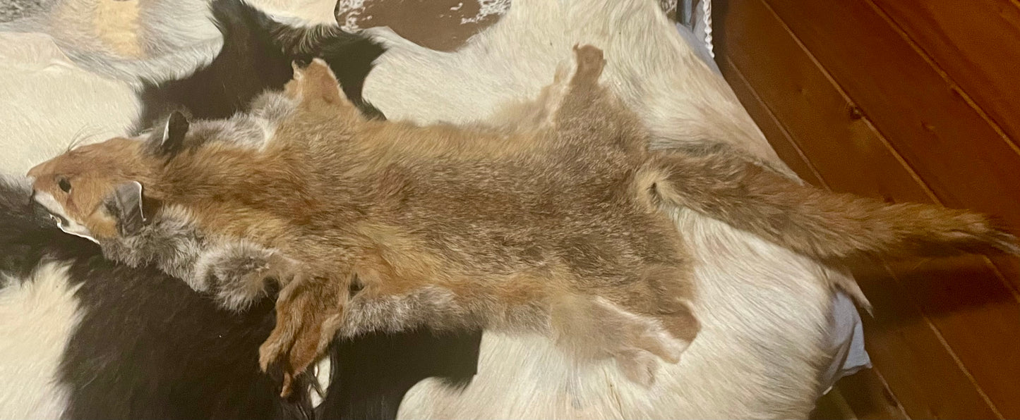 Australian Fox Pelt with Face