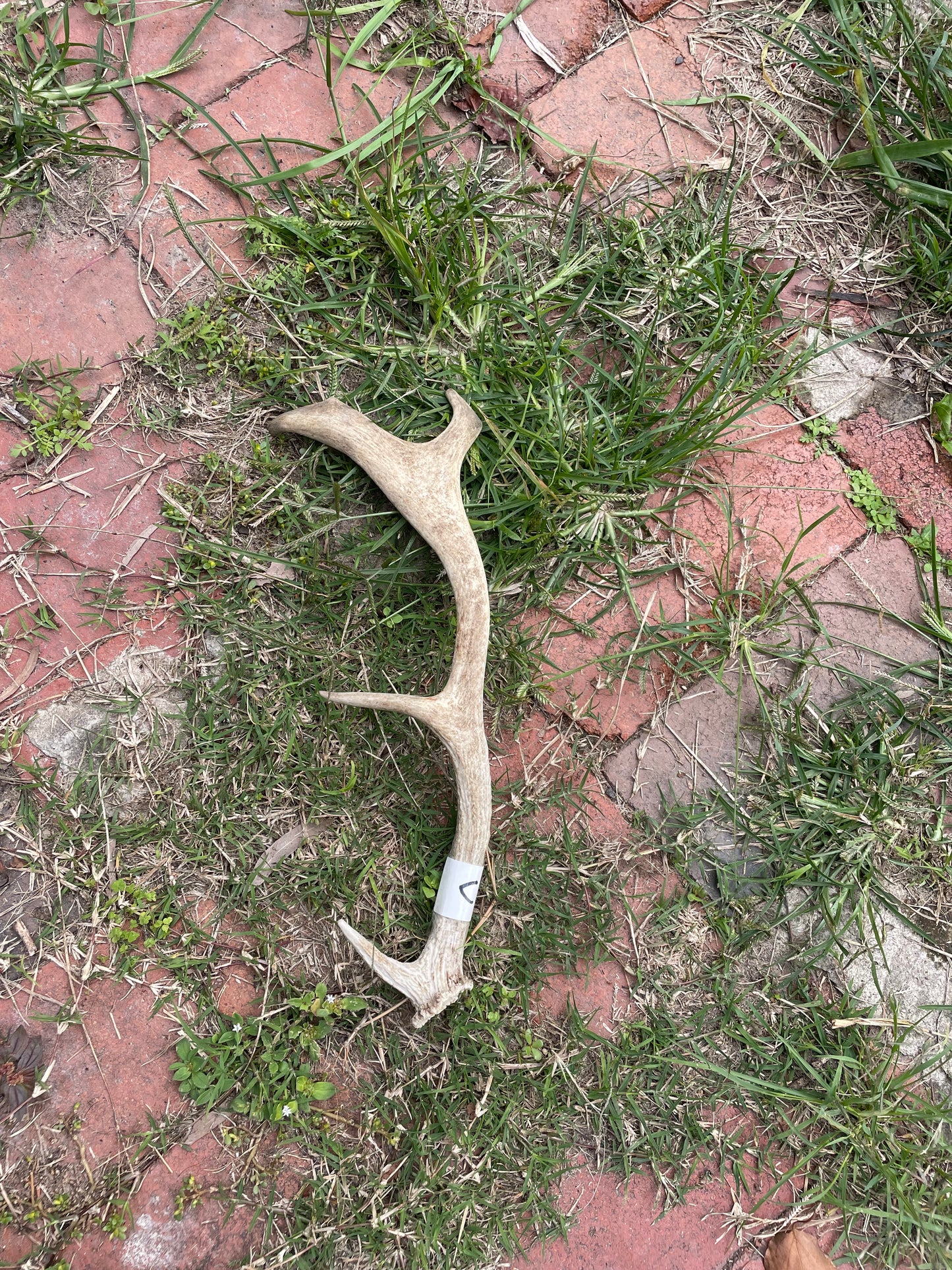 Antler fallow deer
