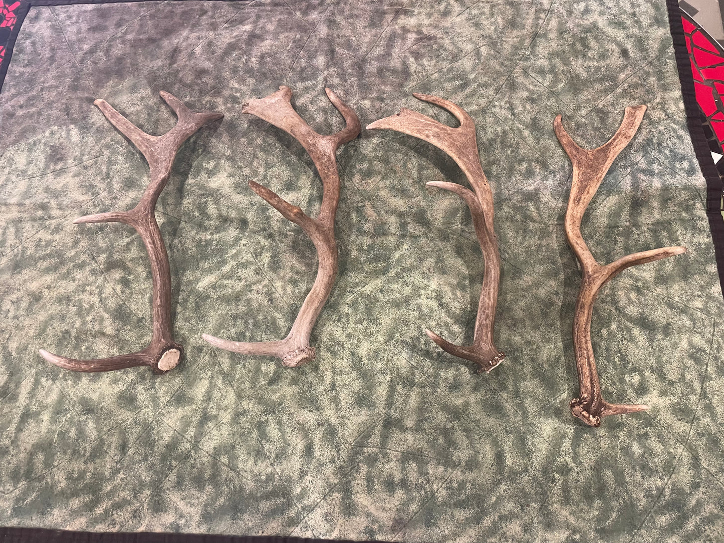 Antler fallow deer