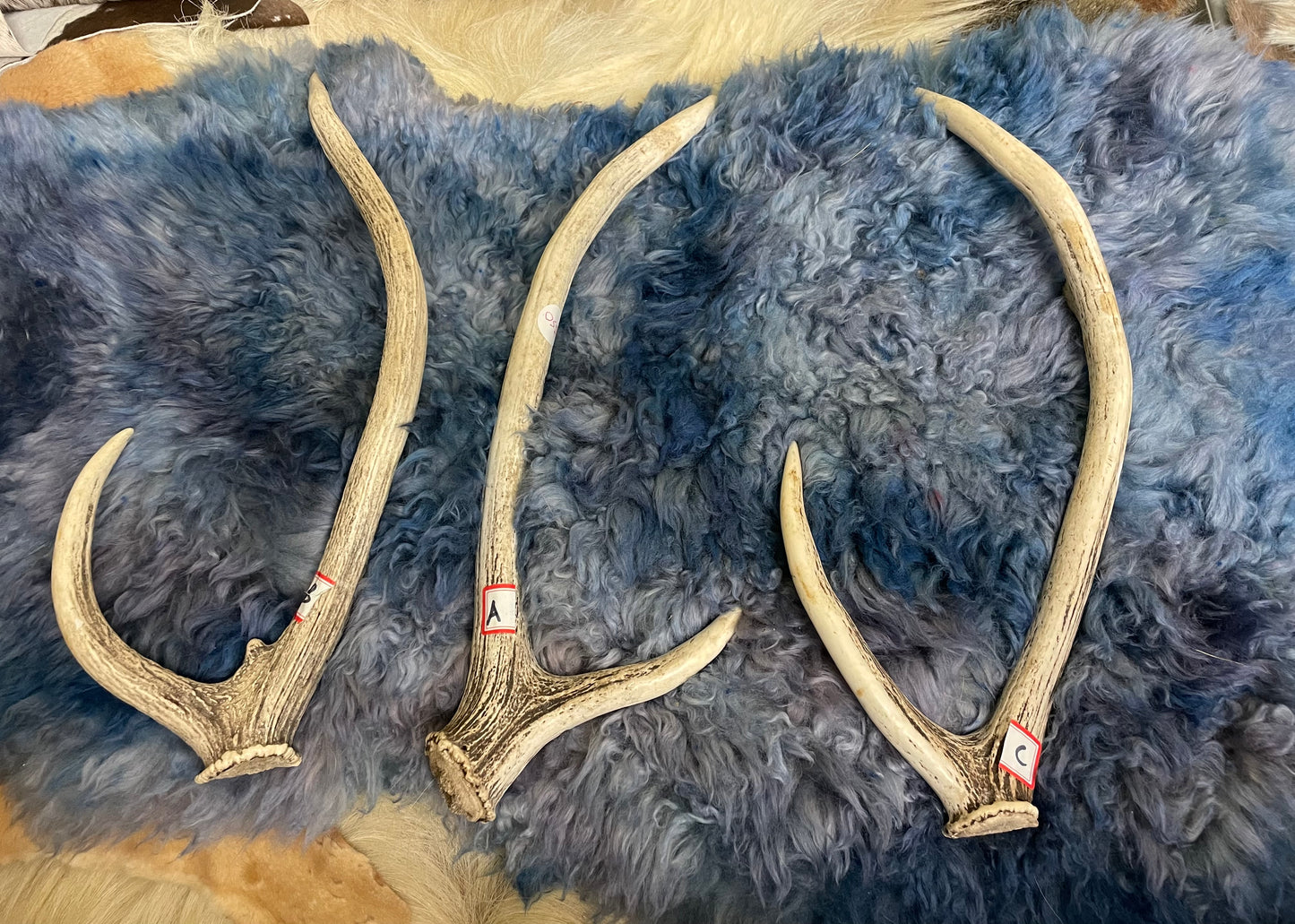 Antler - Australian Fallow Deer