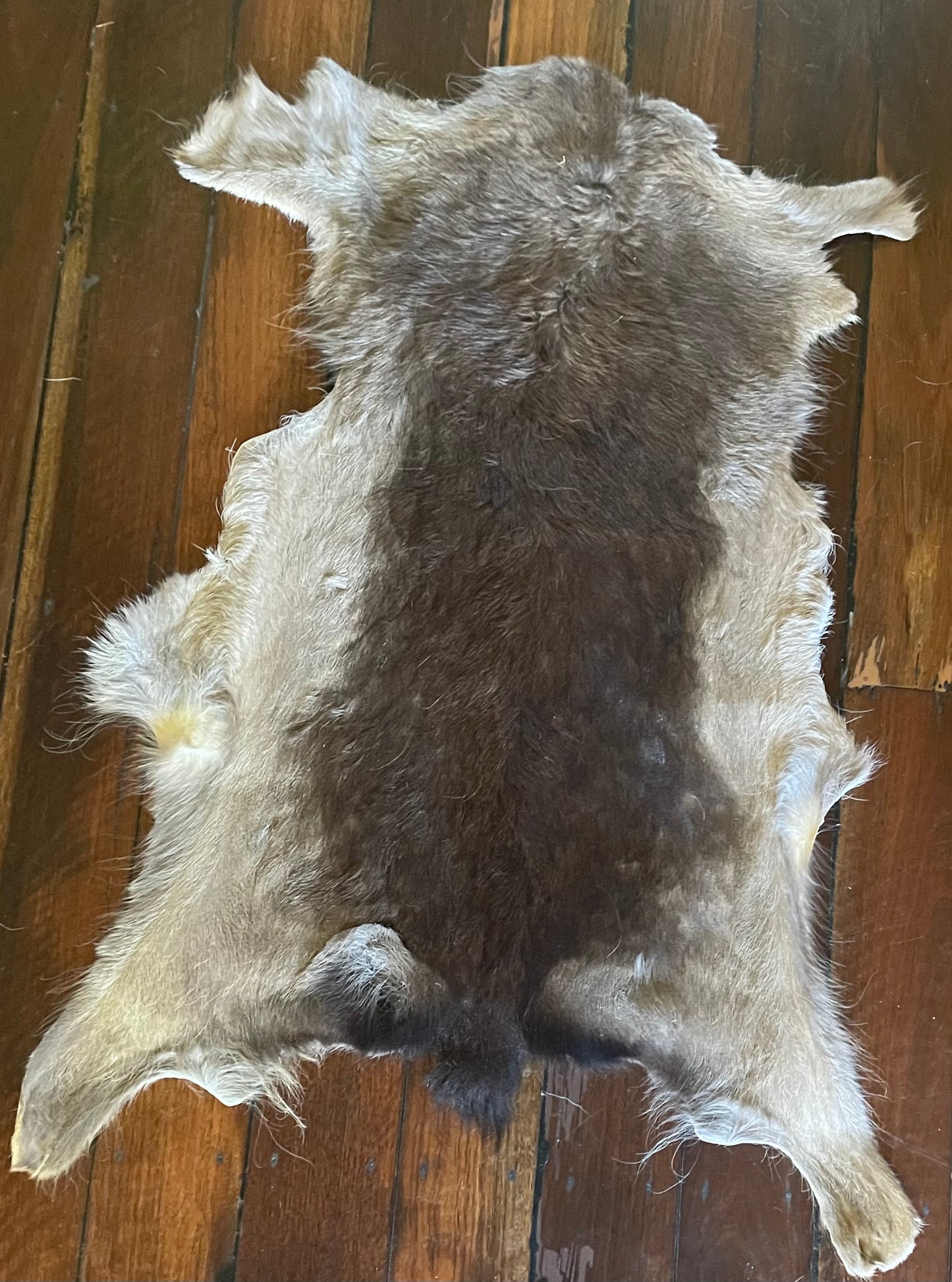 Deer Australian Fallow