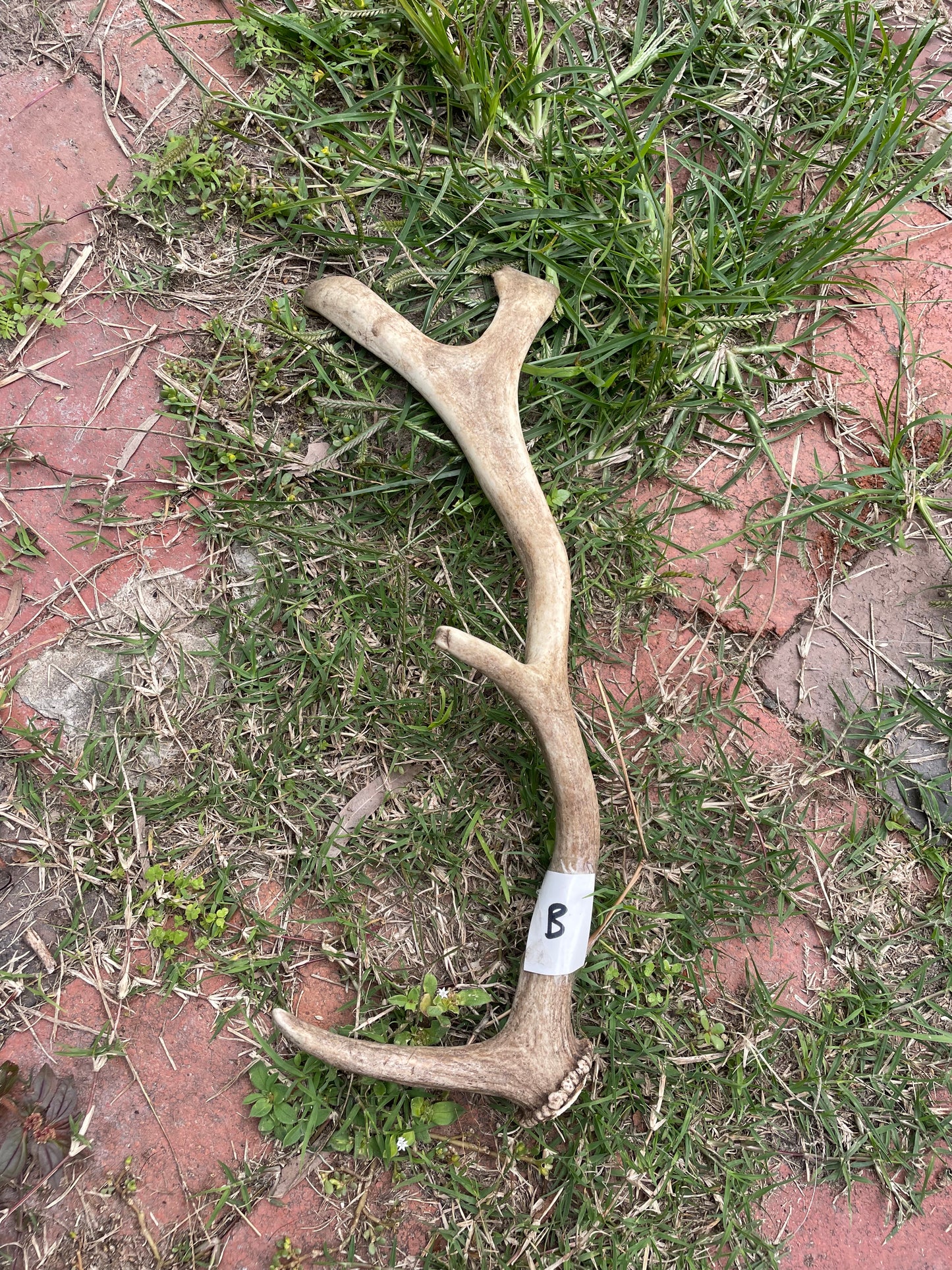 Antler fallow deer