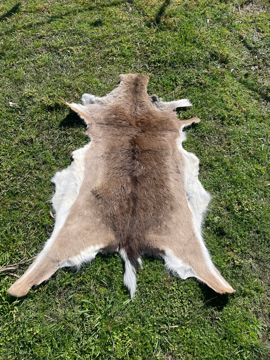 Deer Australian Fallow