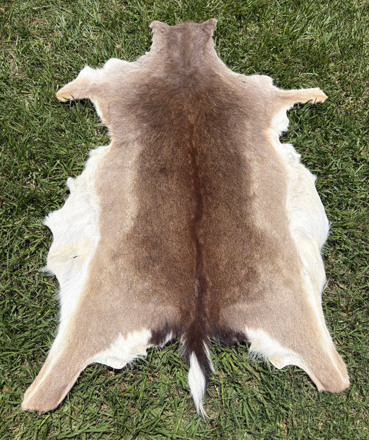 Australian Fallow Deer Hide