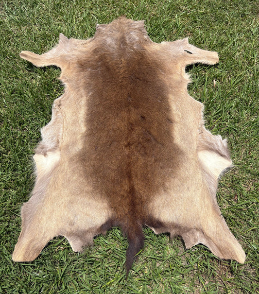 Australian Fallow Deer Hide