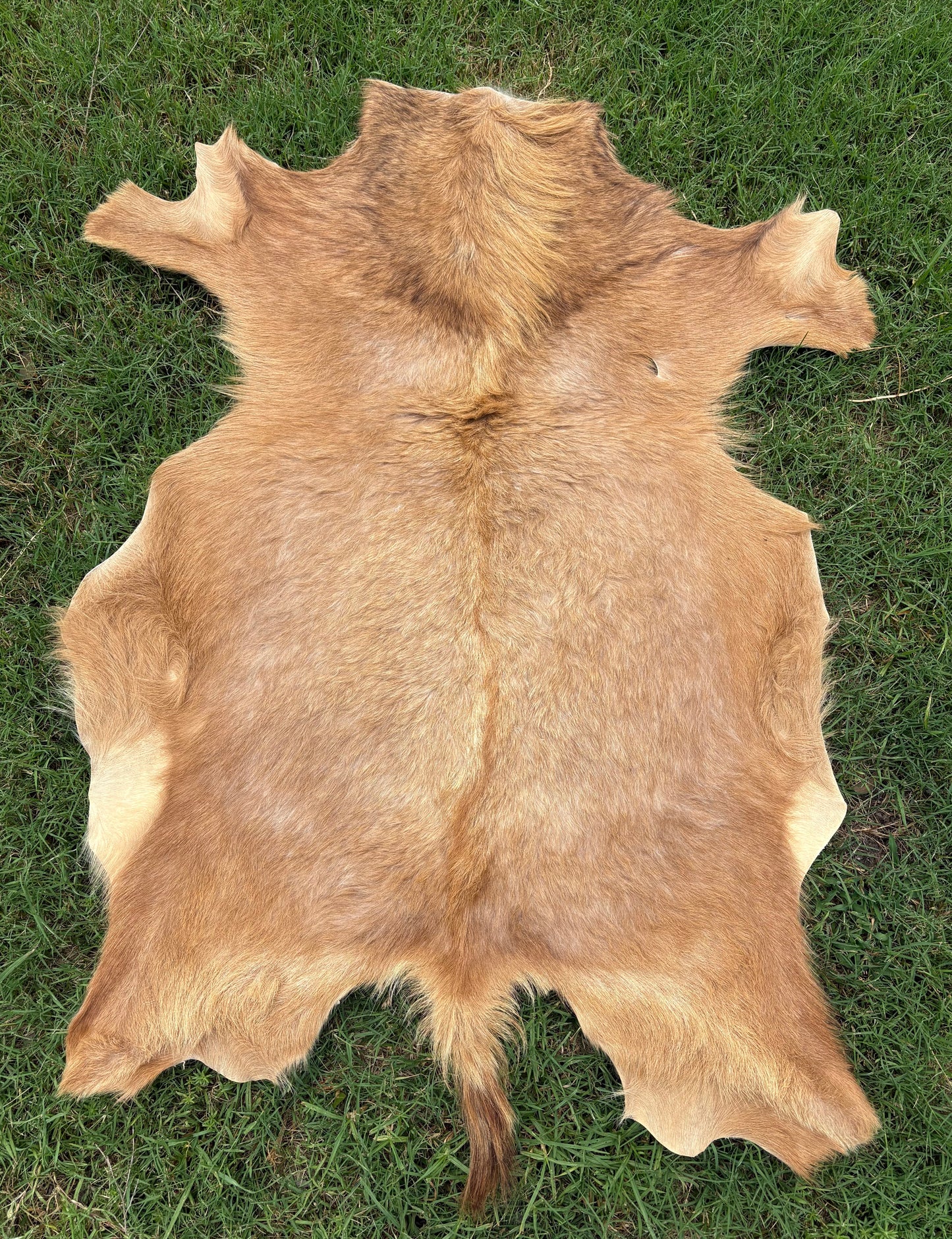 Goat Hide