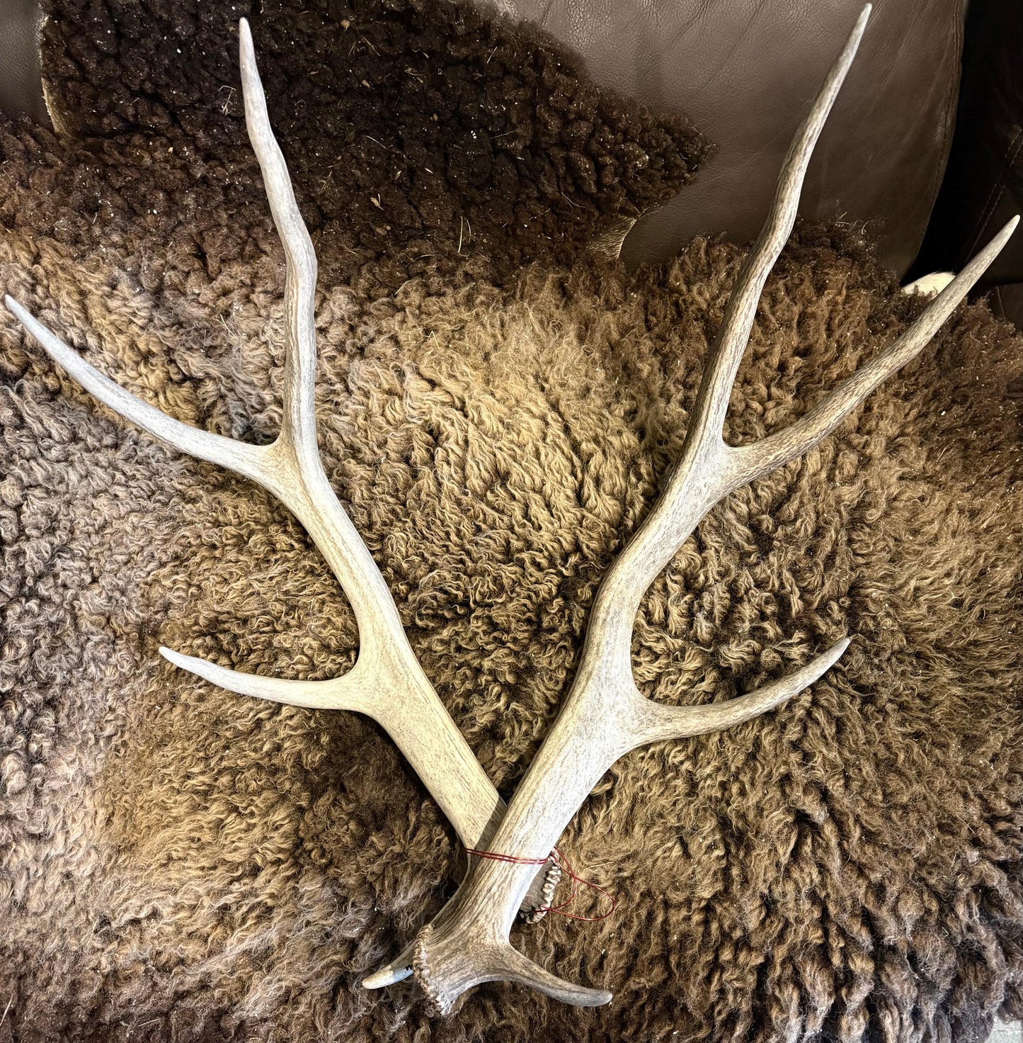 Antler Pair LRG - Australian Chital Deer