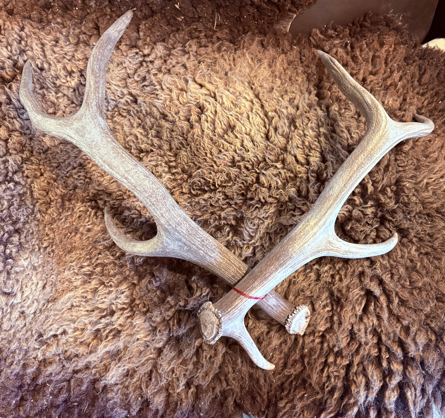 Antler Pair LRG - Australian Chital Deer