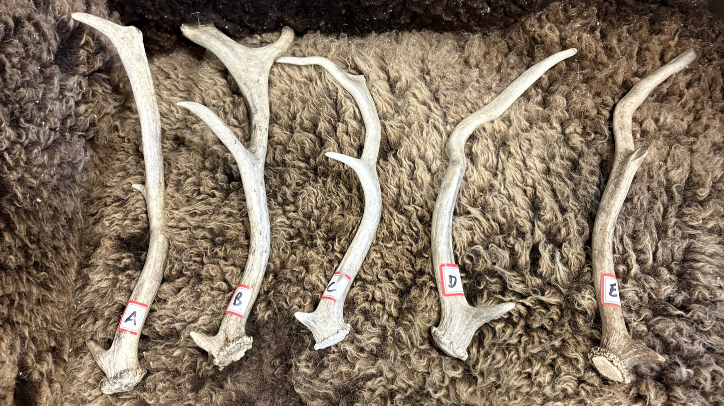 Australian Deer Antler Small - Mixed