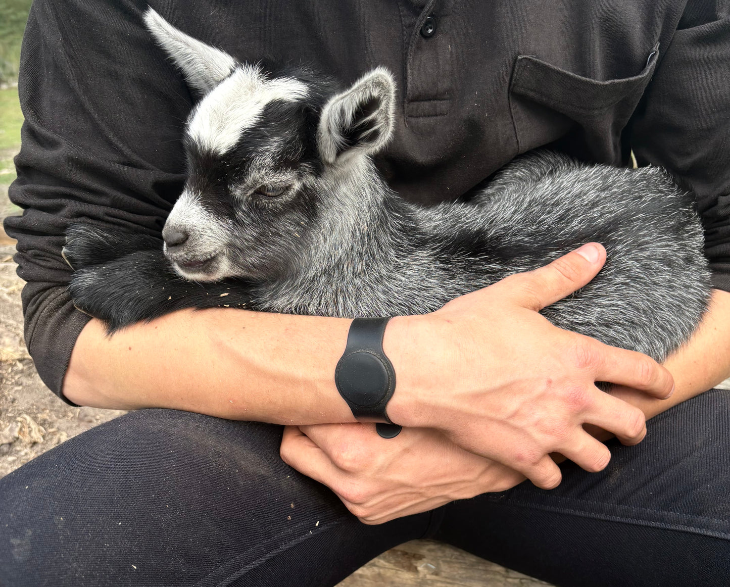 Baby Pygmy Goats (55%-75%)