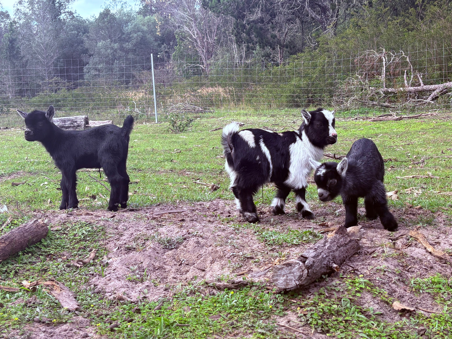 Baby Pygmy Goats (55%-75%)