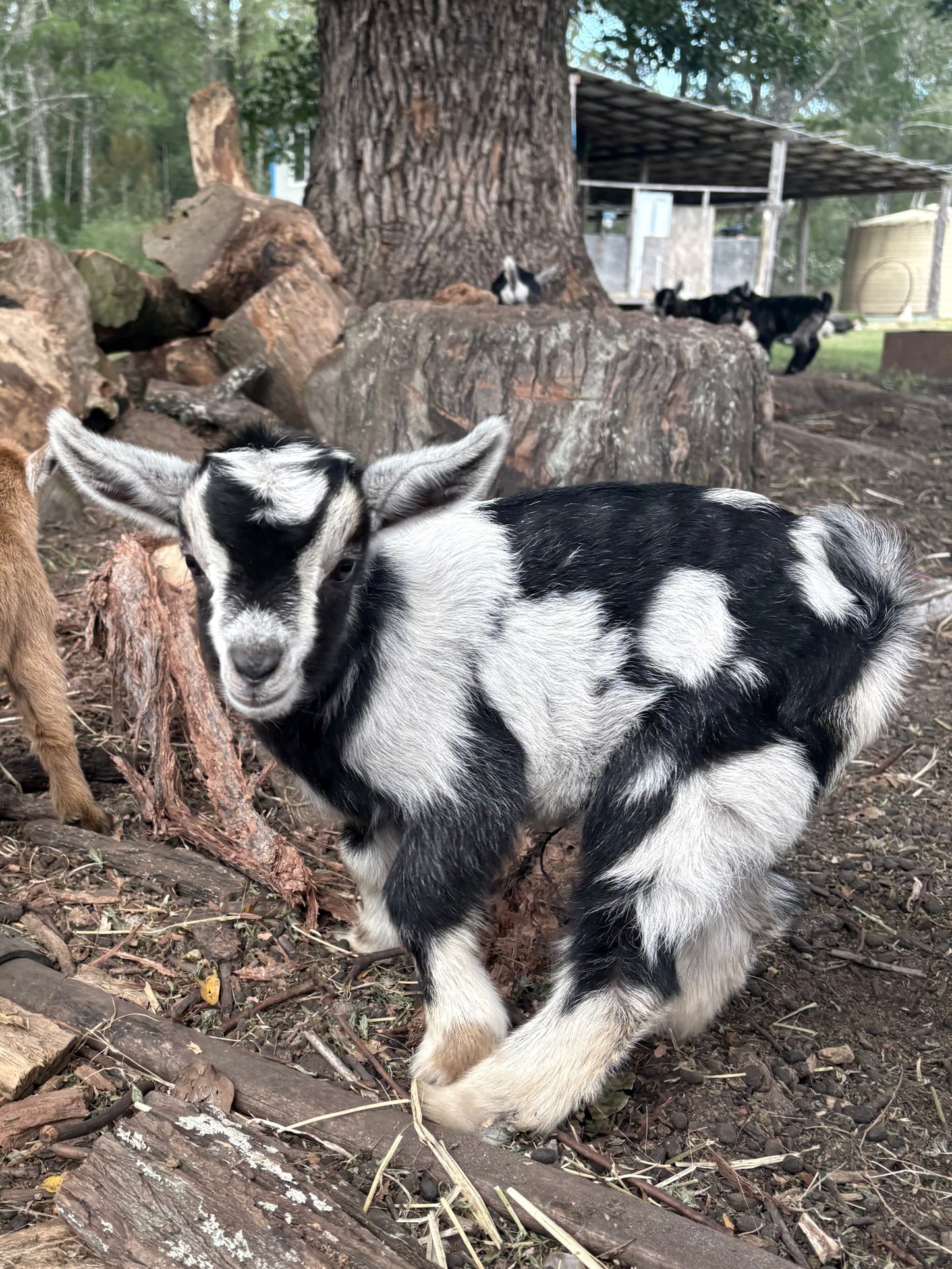 Baby Pygmy Goats (55%-75%)