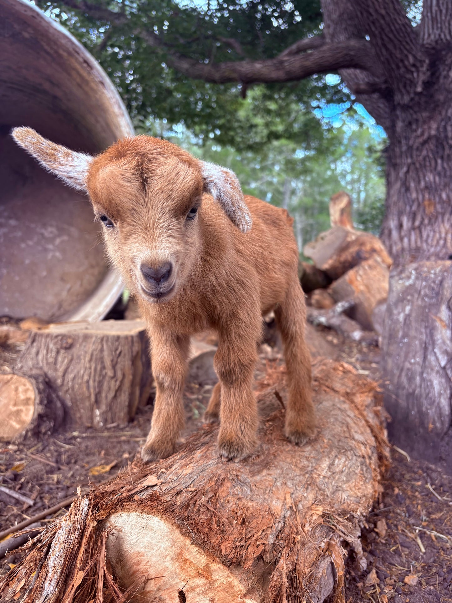 Baby Pygmy Goats (55%-75%)