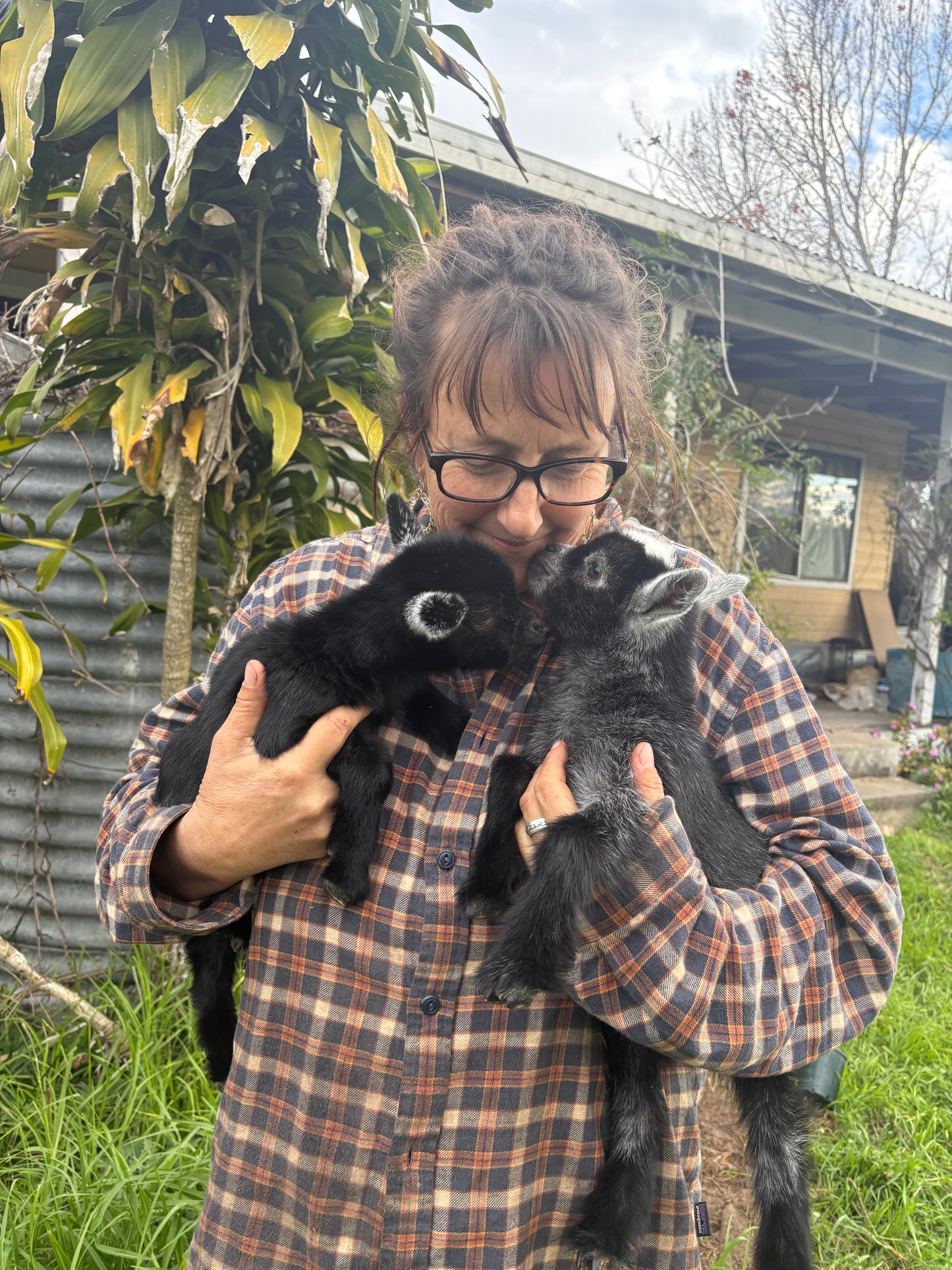 Baby Pygmy Goats (55%-75%)