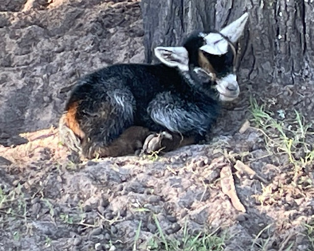 Baby Pygmy Goats (55%-75%)
