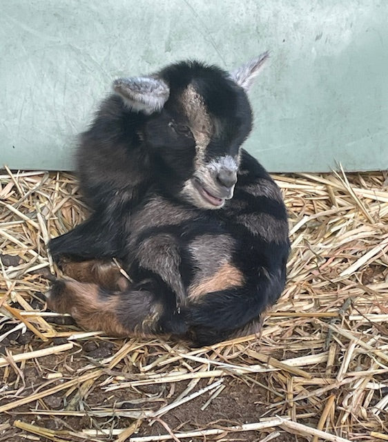 Baby Pygmy Goats (55%-75%)