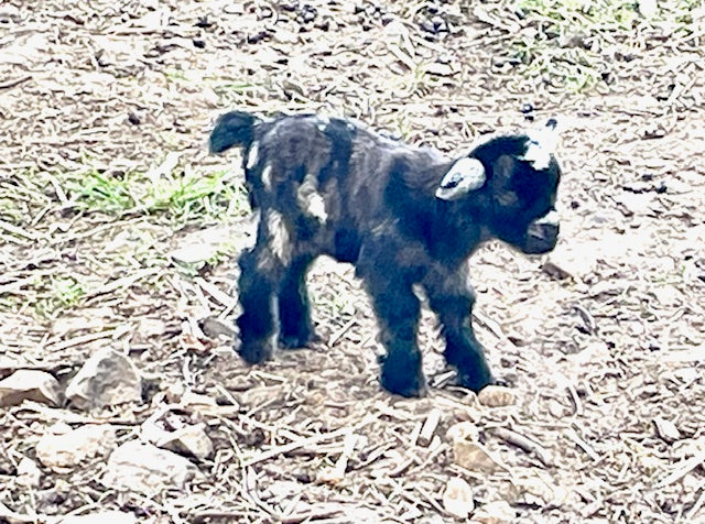 Baby Pygmy Goats (55%-75%)