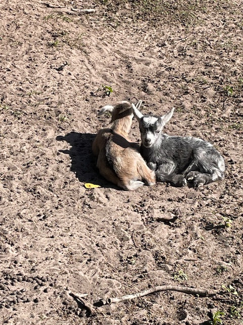 Baby Pygmy Goats (55%-75%)