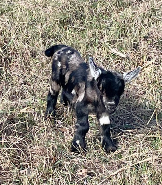 Baby Pygmy Goats (55%-75%)