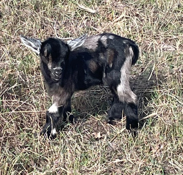 Baby Pygmy Goats (55%-75%)