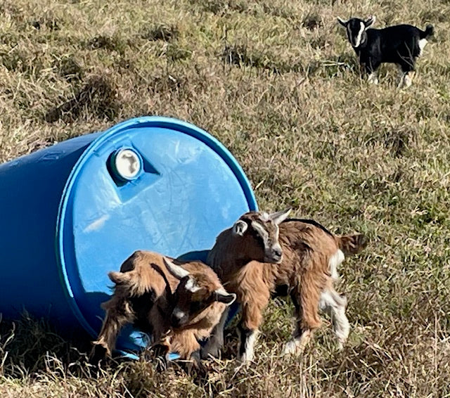 Baby Pygmy Goats (55%-75%)