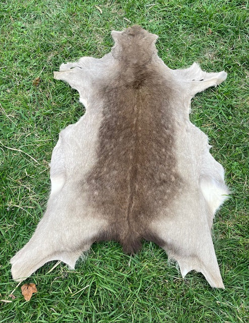 Australian Fallow Deer Hide