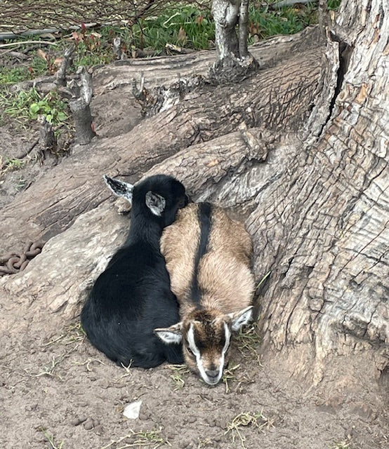 Baby Pygmy Goats (55%-75%)