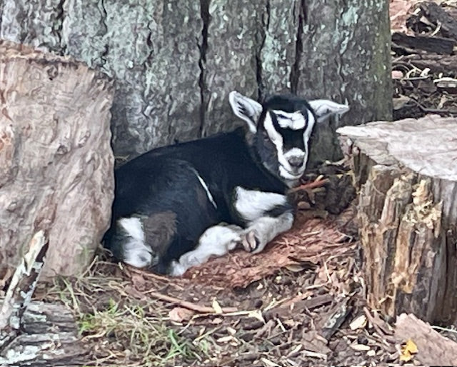 Baby Pygmy Goats (55%-75%)