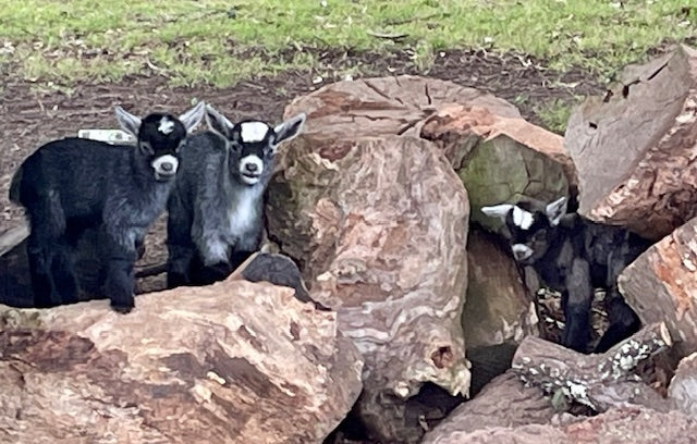 Baby Pygmy Goats (55%-75%)